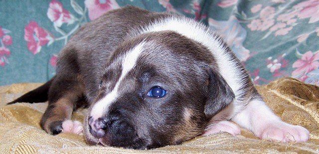 DDDawgs BRONX GANGSTA